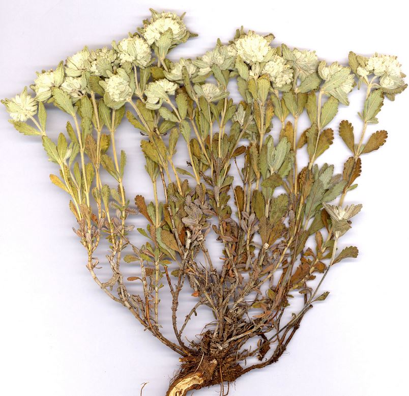 مریم نخودی (بسته بندی 75 گرمی)